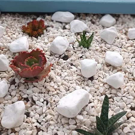 公寓 Serendipia 圣米格尔德阿沃纳